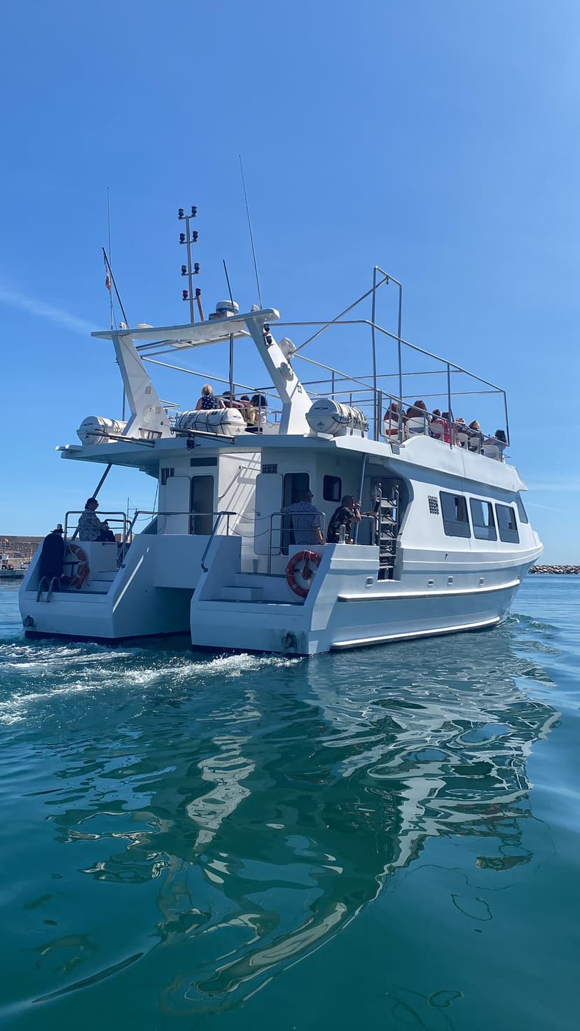 Avistamiento de delfines en catamarán