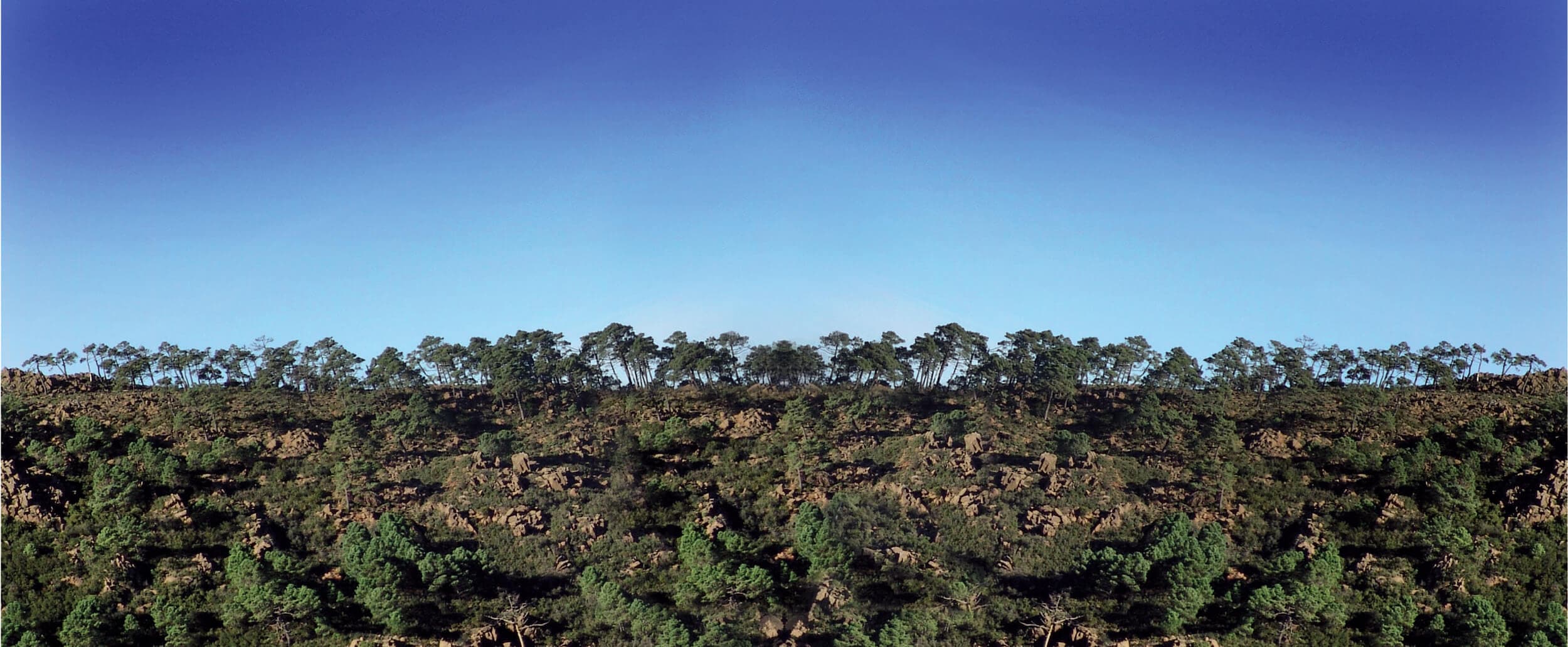 Cresta de Sierra Bermeja con los pinos recortados contra el cielo azul sobre el suelo rojizo de peridotitas