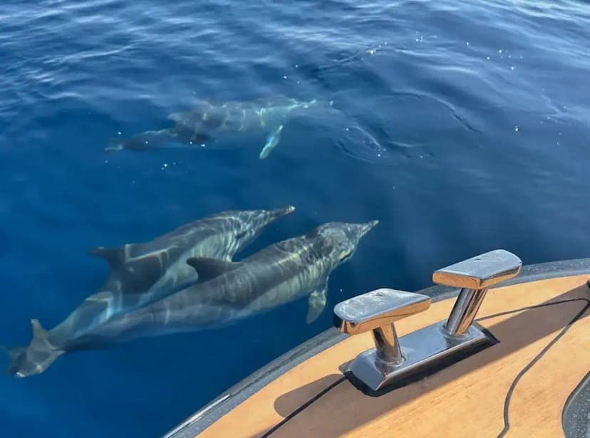 Boat Charter Estepona