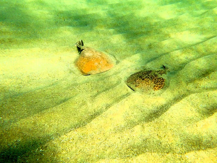 Dos peces plano camuflados en el fondo arenoso durante una inmersión en Estepona