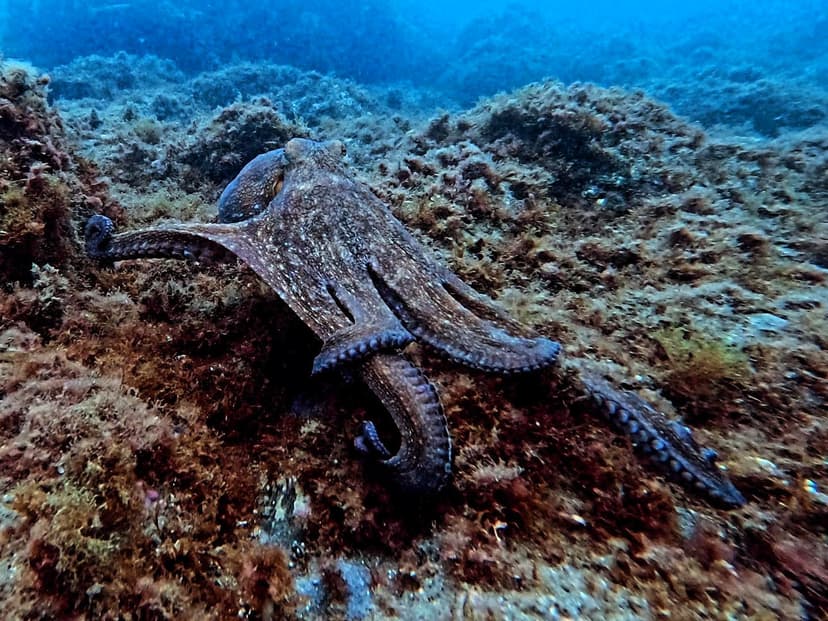 Pulpo sobre el fondo rocoso en una inmersión de Estepona Dive Center