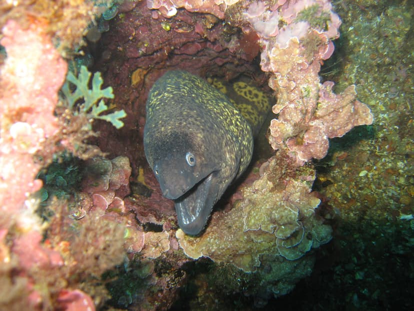Morena asomada entre corales en una inmersión de Estepona Dive Center