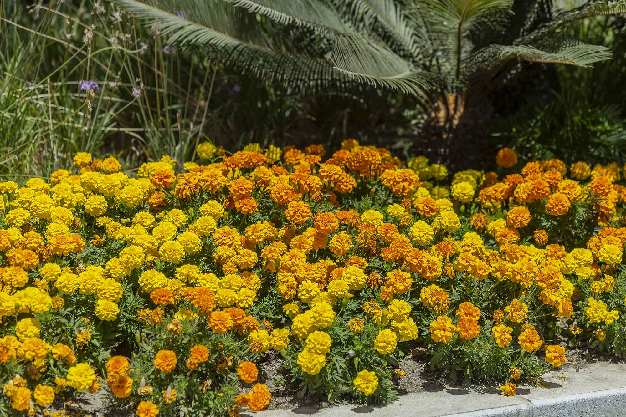 Detalle de caléndulas en los jardines del Bulevar de Estepona.