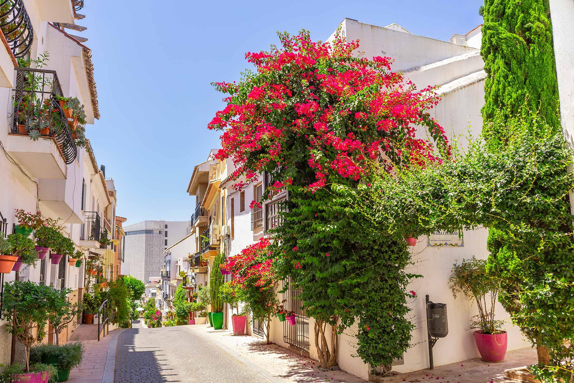 Calle florida del casco de Estepona con buganvilla rosa espectacular.